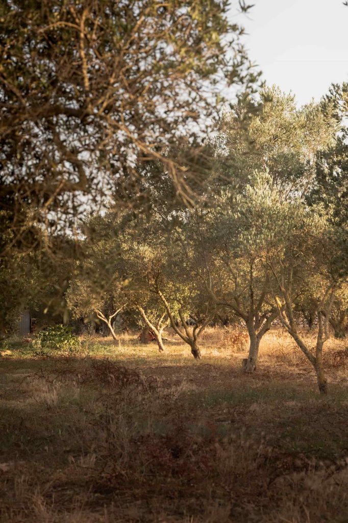 Golden-hour view of an olive grove at Malbuger Mou in Menorca, with sunlight filtering through the trees and dry grass in the foreground. Photographed by Lou Carruthers, hospitality and food photographer.