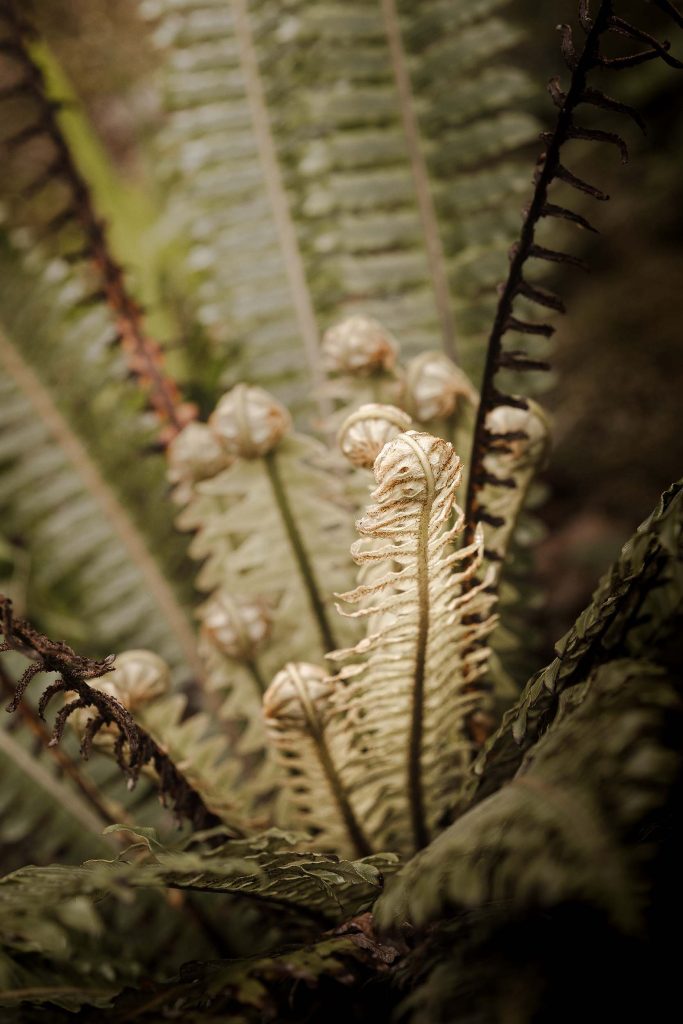 Cornwall - The Lost Gardens of Heligan - Lou Carruthers Photography - Cotswold Food Photographer
