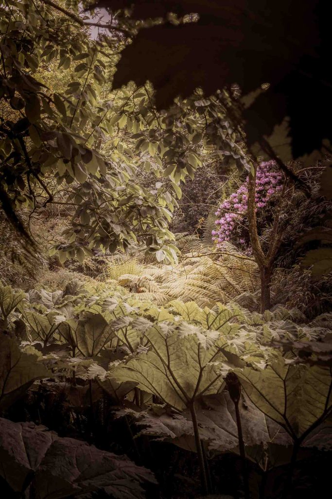 Cornwall - The Lost Gardens of Heligan - Lou Carruthers Photography - Cotswold Food Photographer