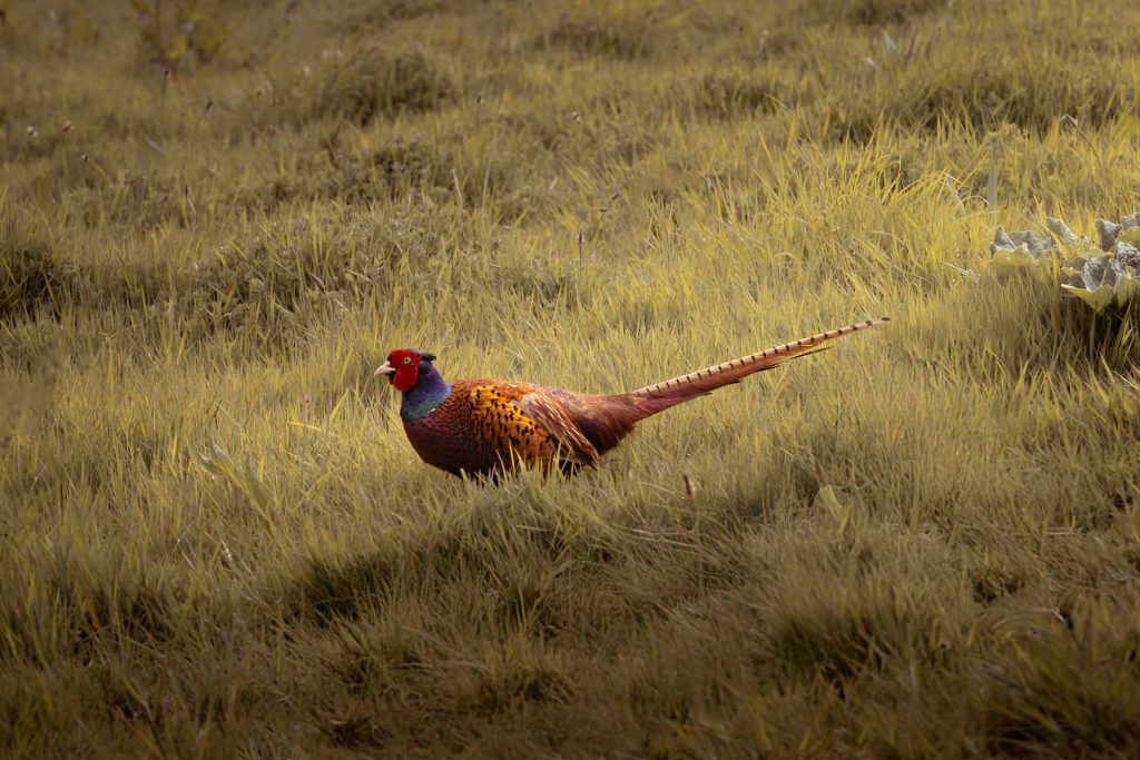 Cornwall - The Lost Gardens of Heligan - Lou Carruthers Photography - Cotswold Food Photographer